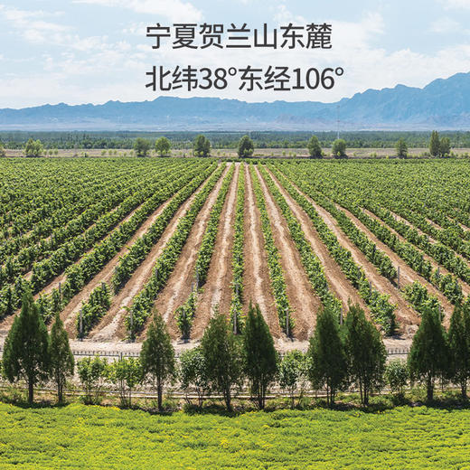 【西夏王2019赤霞珠干红葡萄酒】产自宁夏贺兰山东麓葡萄酒产区 颜色浓郁酸度高 口感芬芳郁充满果香AA 商品图4