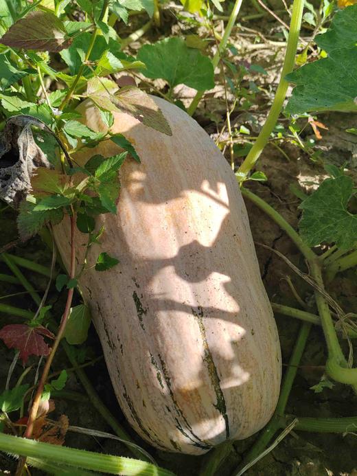 蜜本南瓜 商品图9