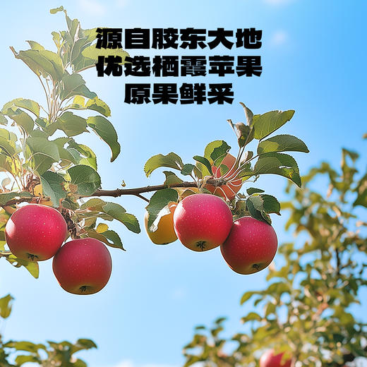 【39.9任选6件】高膳食纤维冻干苹果片/原味/10g 商品图2