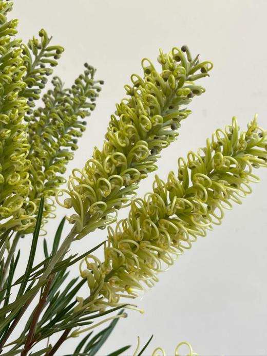 小众稀有花材爆米花银桦花1扎 商品图3