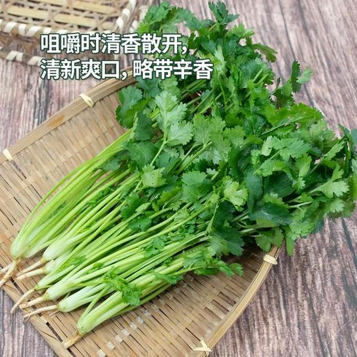 MM 山姆 香菜 100g 商品图3