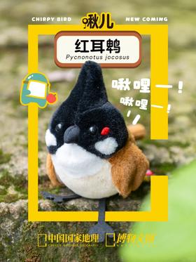 你是我的小宝鹎！