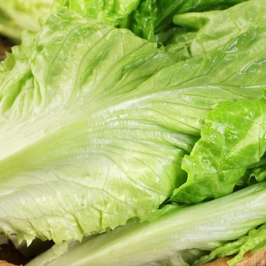 MM 山姆 供港生菜 600g 商品图1