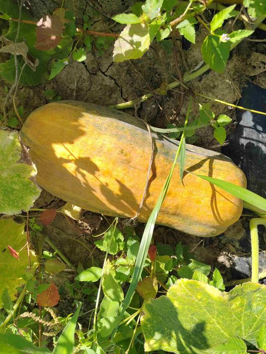 蜜本南瓜 商品图12