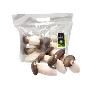 MM 山姆 迷你瓶栽杏鲍菇 520g