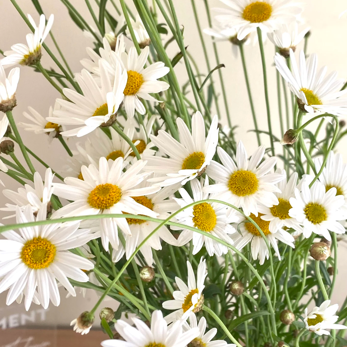 玛格丽特丨草花