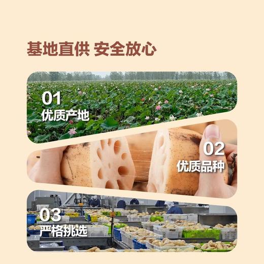 MM 山姆 莲藕 1kg 商品图2