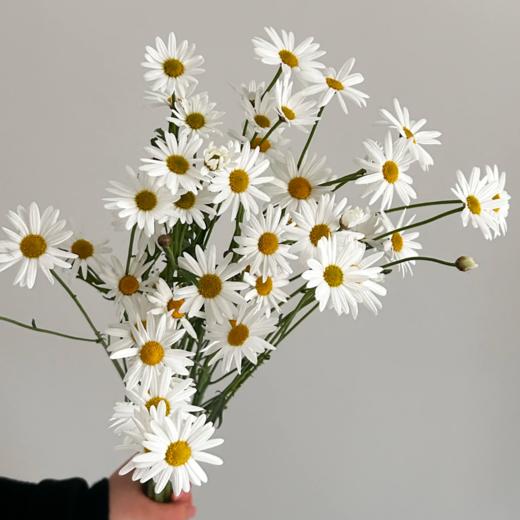 玛格丽特丨草花 商品图2