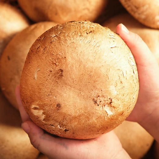 MM 山姆 牛排菇 330g 商品图5