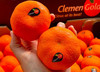 【京津冀包邮】南非ClemenGold克莱蒙蜜橘🍊，夏天里甜蜜的味道，个头均匀， 果肉非常饱满，一口爆汁的南非“小金矿”，皮薄无核、冰镇爽口的ClemenGold蜜橘，承包你三伏天的快乐！4斤/箱 商品缩略图2