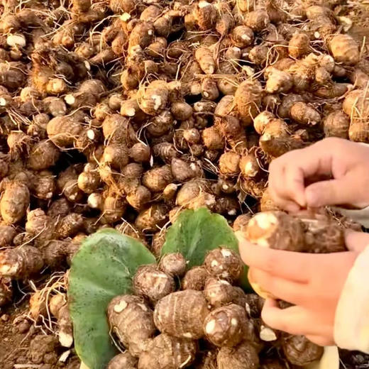 云南高山牛奶小芋头软糯香甜 商品图4