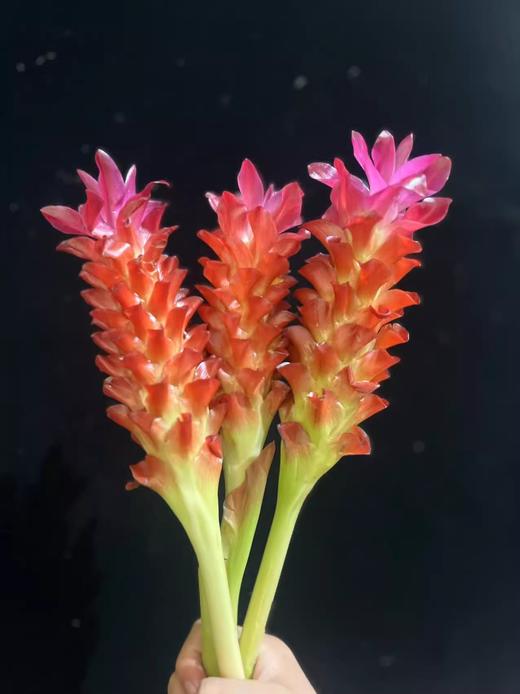 观音莲姜荷花鲜切花稀有小众鲜花耐养3支 商品图2