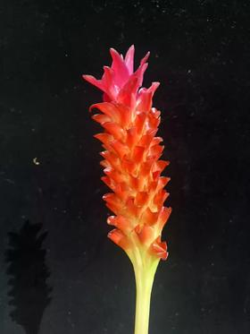 观音莲姜荷花鲜切花稀有小众鲜花耐养3支