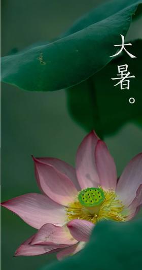  大暑，夏天的最后一个节气