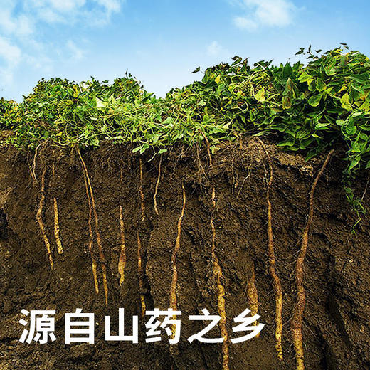 【GJ链接请勿用!!!】【茉小呆粉条】口感顺滑Q弹有嚼劲无色素、无明矾和任何添加剂，防腐剂 商品图3