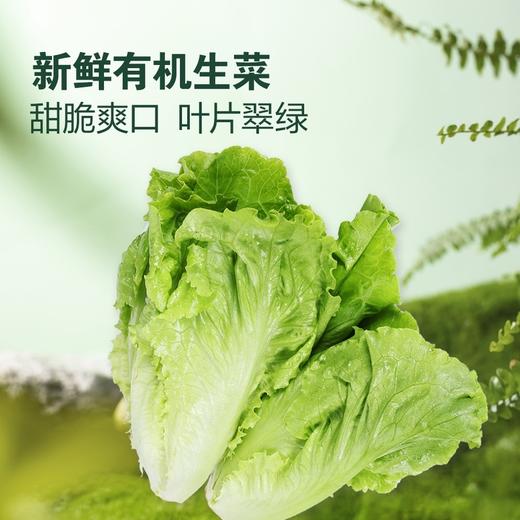 MM 山姆 Member's Mark 有机生菜 600g 商品图3