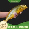 国信大黄鱼#身形细长肉质紧实口感鲜美无土腥味，全球首艘10万吨级智慧渔业养殖船 国企深海野游养殖方式，一鱼一溯源码，清蒸红烧都好吃~ 商品缩略图1