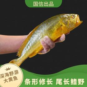 【京东包邮】一鱼一溯源码 | 国信1号大黄花鱼/黄花鱼 深海野游 整条鲜捕 厨房食材 清蒸红烧都好吃 3条装