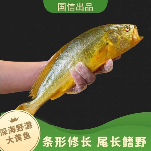 国信大黄鱼#身形细长肉质紧实口感鲜美无土腥味，全球首艘10万吨级智慧渔业养殖船 国企深海野游养殖方式，一鱼一溯源码，清蒸红烧都好吃~ 商品图1