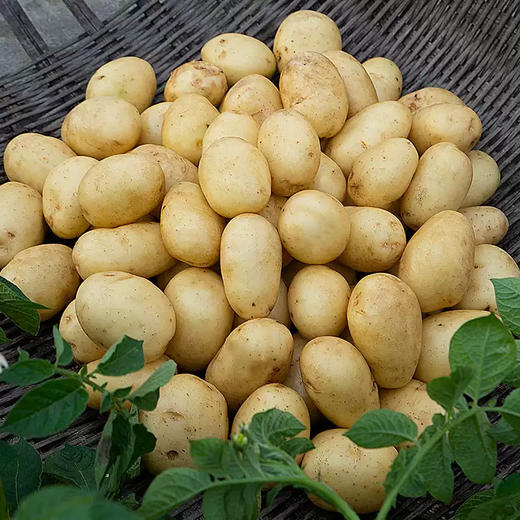 2025年湖北恩施小土豆 ，软糯可口，做法多样 商品图3