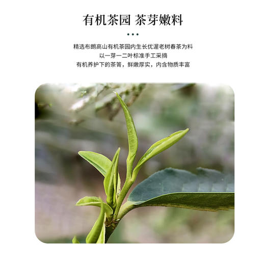 无墨记布朗有机白茶--云南白茶200g 商品图4