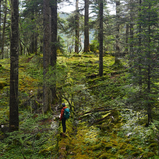 云南｜香格里拉千水牧场2天1晚，独家秘境路线，牧场花海/高山海子/原始苔藓森林/溪流湿地/自然体验/藏地文化/木屋露营，1-2日路线可选！ 商品图5