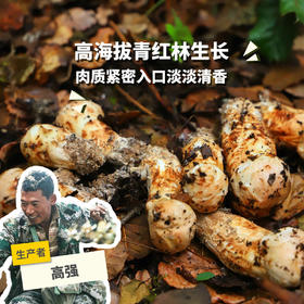 野生王家寨松茸 | 合作生产 * Wild Xiaojin Matsutake | Coproduction