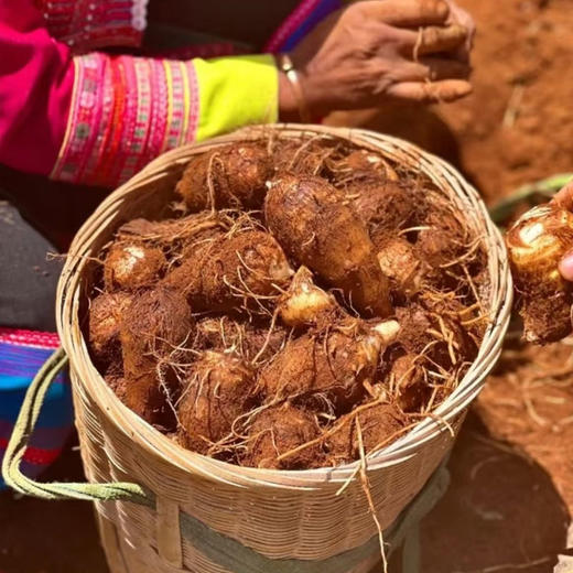 云南高山牛奶小芋头软糯香甜 商品图3