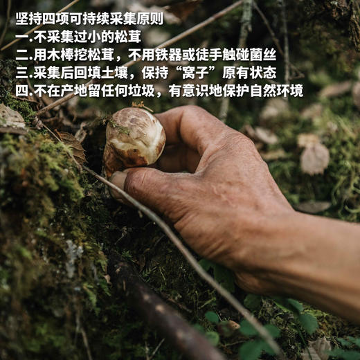 野生王家寨松茸 | 合作生产 * Wild Xiaojin Matsutake | Coproduction 商品图5