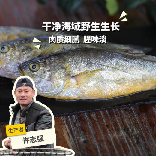 野生东山岛黄花鱼| 合作生产 * Wild yellow croaker | Coproduction 商品图0