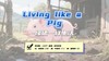 Lesson11：《Living like a Pig》 商品缩略图0