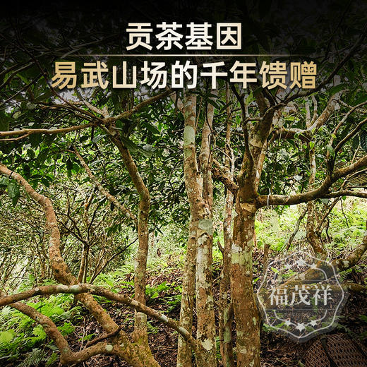 甜韵穿喉 甘韵透腑【药香熟茶】易武老熟茶稀有药香 绵密黏稠 2017年春茶易武古树普洱老熟茶散茶罐装500g 商品图3