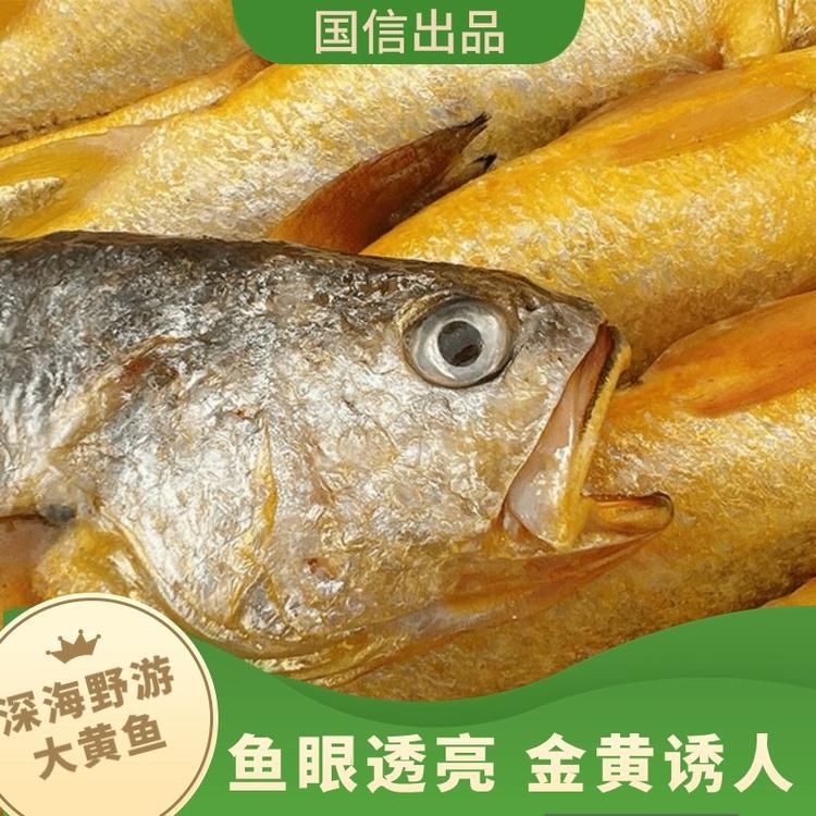 国信大黄鱼#身形细长肉质紧实口感鲜美无土腥味，全球首艘10万吨级智慧渔业养殖船 国企深海野游养殖方式，一鱼一溯源码，清蒸红烧都好吃~