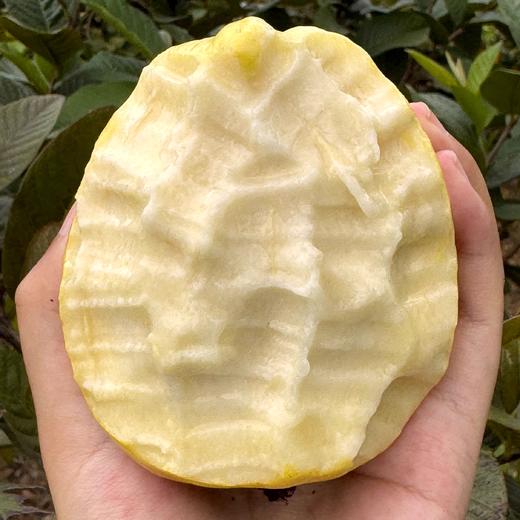 福建红白双拼芭乐软糯香甜 商品图4