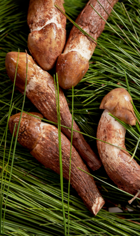  云南人最爱吃的菌子不是松茸，而是......