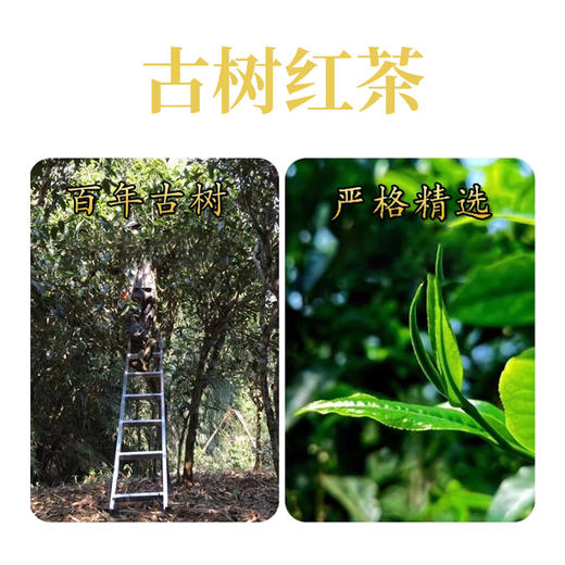 无墨记有机古树红晒红--勐海红茶360g 商品图1