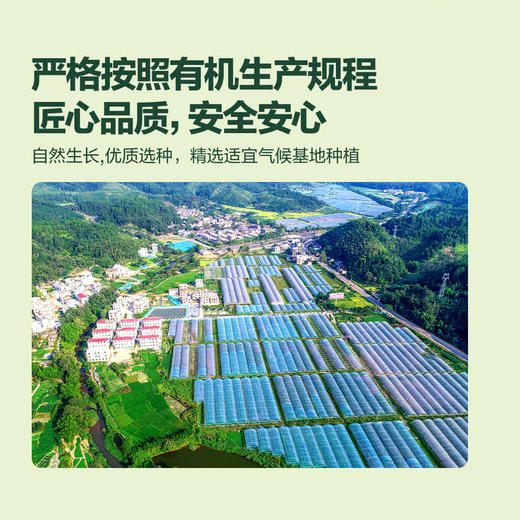 MM 山姆 有机西兰花 600g 商品图4