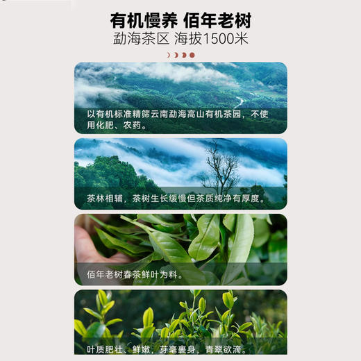 无墨记福满有机金芽普洱茶熟茶336g 商品图3