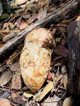  七月，从香格里拉来的鲜松茸