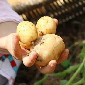 2025年湖北恩施小土豆 ，软糯可口，做法多样