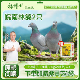 买一送一 到手350g*2只生鲜鸽  赠送 20g紫灵芝1袋 杨博士