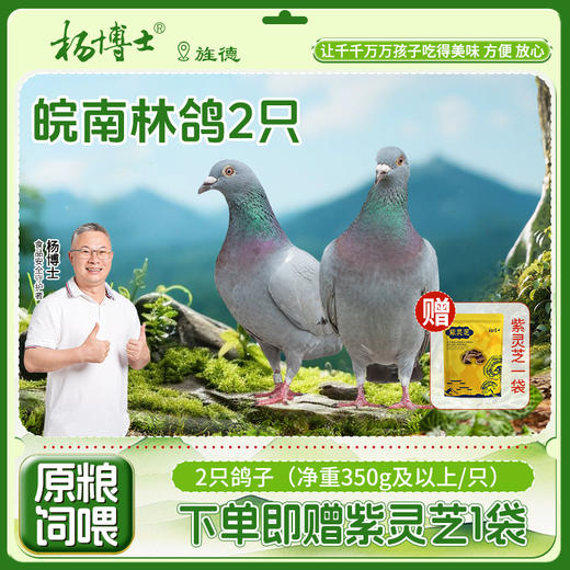 买一送一 到手350g*2只生鲜鸽  赠送 20g紫灵芝1袋 杨博士 商品图0
