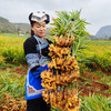 有机云南小黄姜生姜新姜水洗姜仔姜嫩姜新鲜现挖新货家用产地直发
 商品缩略图3