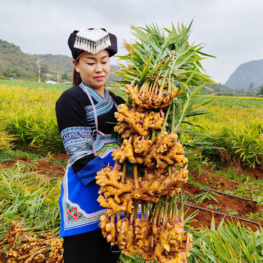 有机云南小黄姜生姜新姜水洗姜仔姜嫩姜新鲜现挖新货家用产地直发
 商品图3