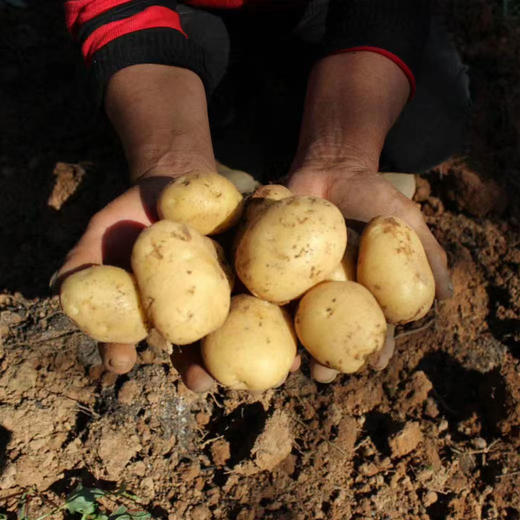 2025年湖北恩施小土豆 ，软糯可口，做法多样 商品图4