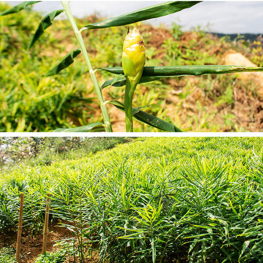 有机云南小黄姜生姜新姜水洗姜仔姜嫩姜新鲜现挖新货家用产地直发
 商品图4