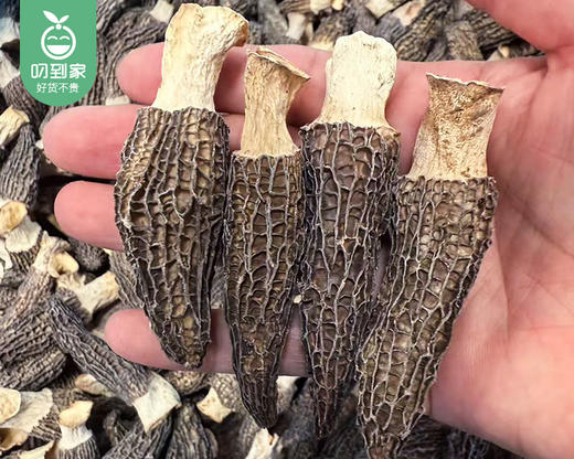 云南精选头茬小羊肚菌（干货3-6cm）/1包（约100g）生产日期：26年3月 商品图2