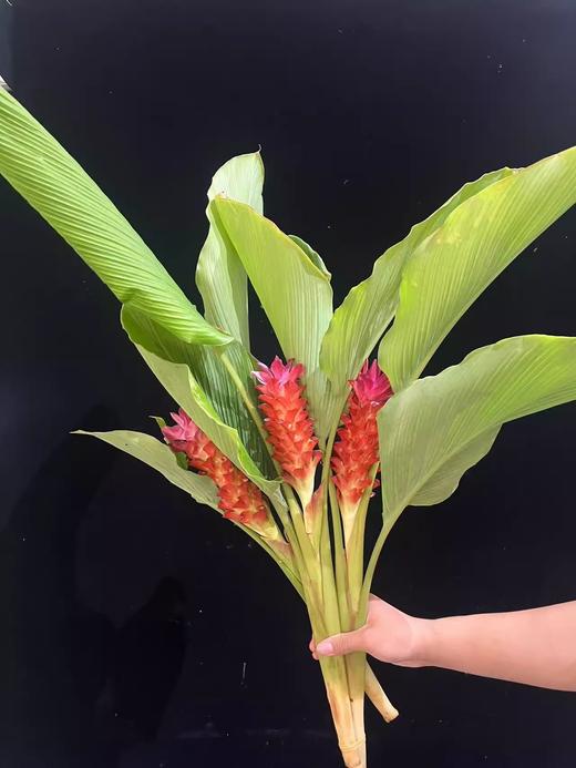 观音莲姜荷花鲜切花稀有小众鲜花耐养3支 商品图1