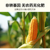⁴【有机即食玉米粥】配料只有有机玉米 36g*10袋/盒 YC04-SYSC 商品缩略图2