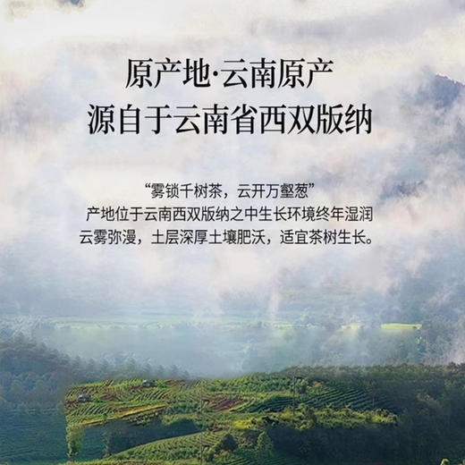 无墨记有机古树红晒红--勐海红茶360g 商品图4